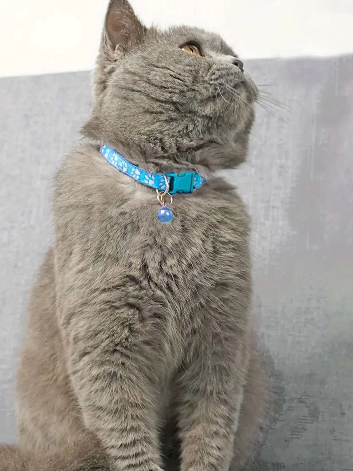 🐾 Collier Tendance pour Chat – Coloré, Réglable & avec Clochette