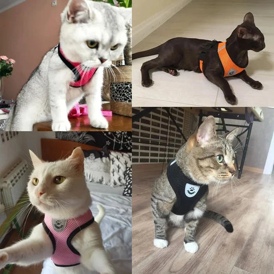 Harnais gilet réglable + laisse (chat & petit chien)