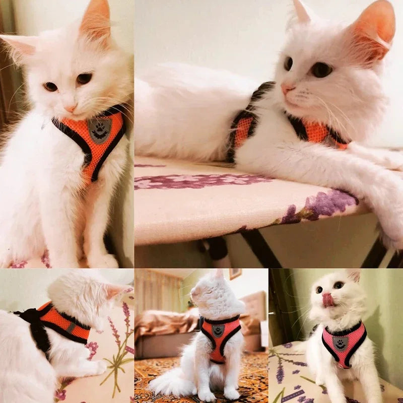 Harnais gilet réglable + laisse (chat & petit chien)
